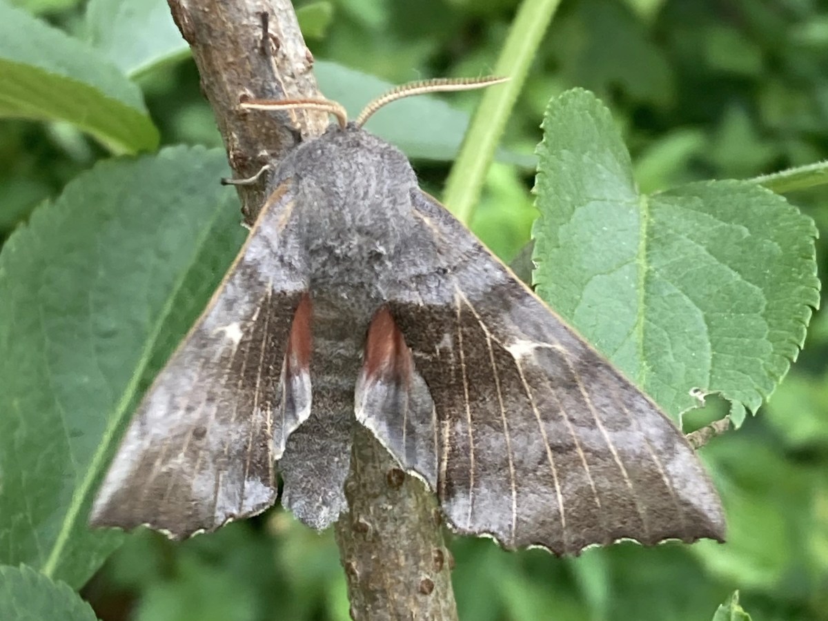 Mark’s recipe for  a successful BioBlitz: moth trapping, kick sampling and a large scoop of&nbsp;fascination